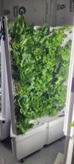 Lettuce tower.jpg